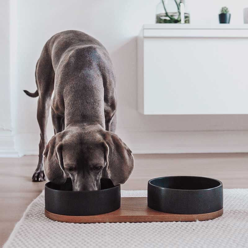 Comment choisir les gamelles de son chien ?