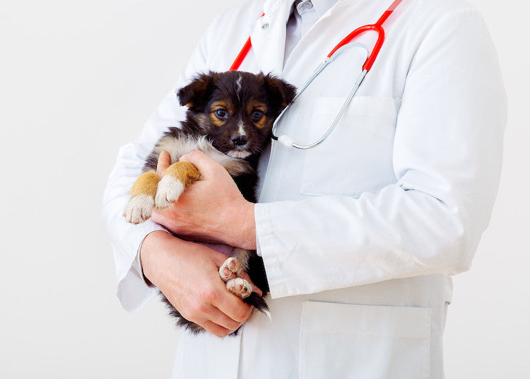 Chiens et virus hivernaux : grippe canine et autres infections ou parasites