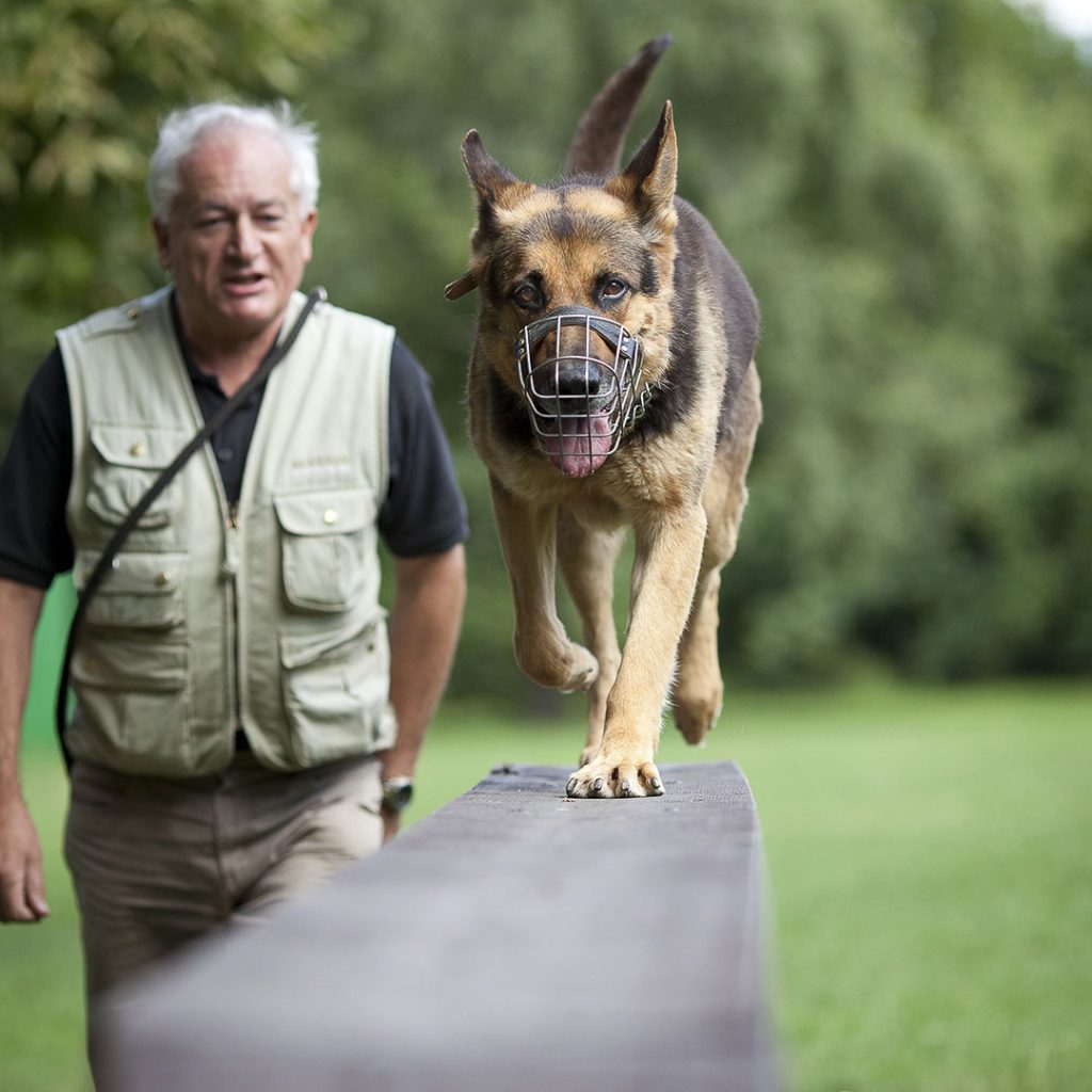 Comment choisir la muselière de son chien ?
