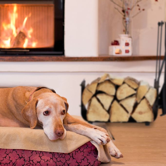 Aménagement intérieur pour un chien au chaud : couchages, tapis et zones isolées