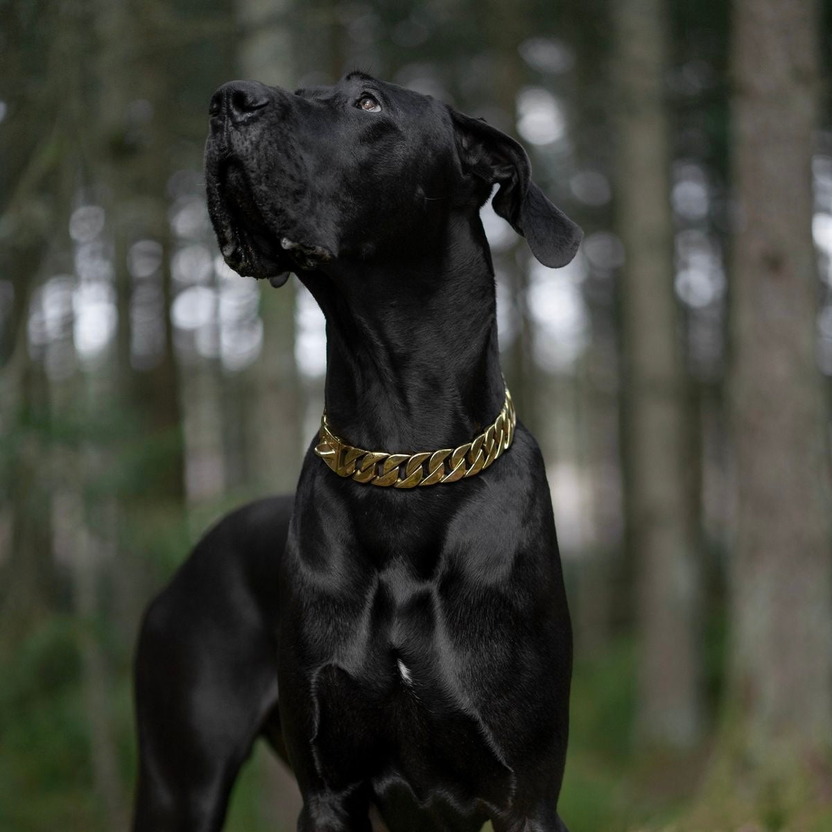 Collection Bijouterie