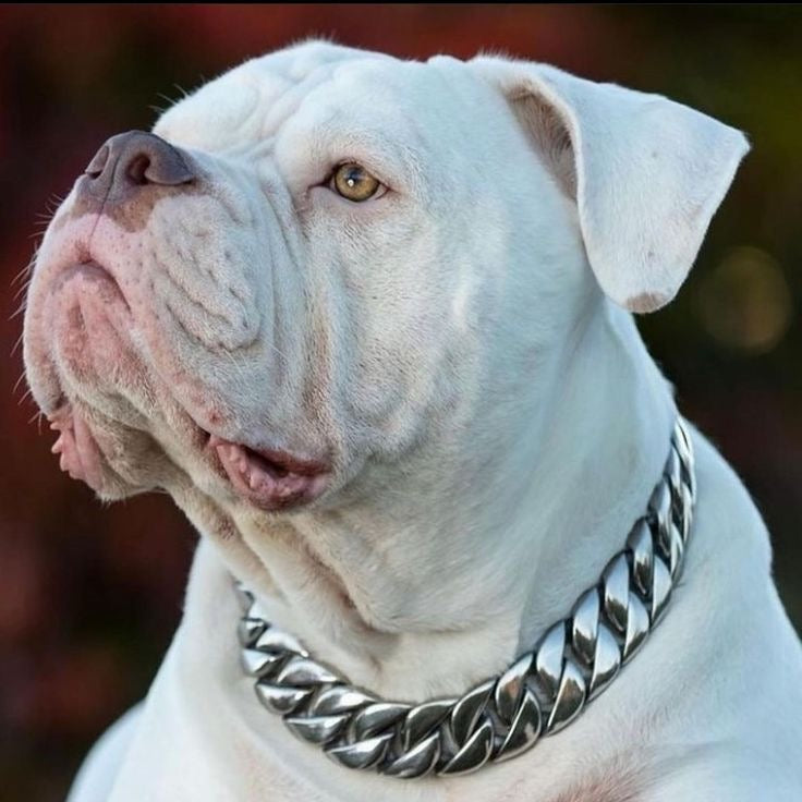 Le Cuban XL 32mm «Silver»