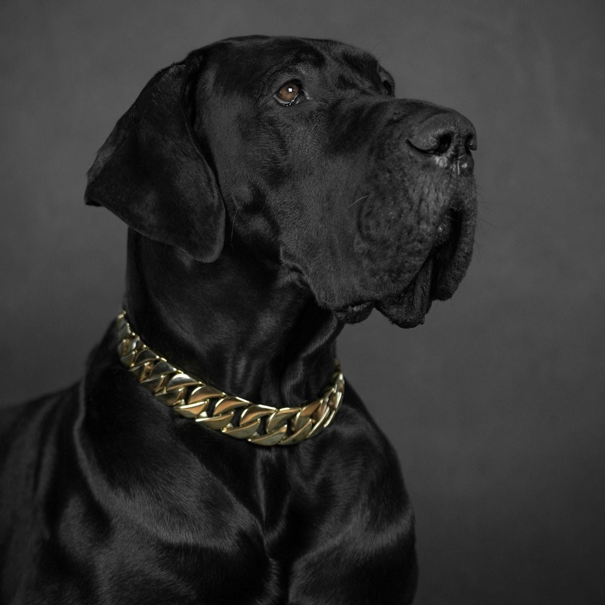 Le Cuban XL 32mm «Gold»